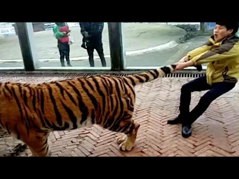 صيني يجر النمور من ذيلها دون خوف