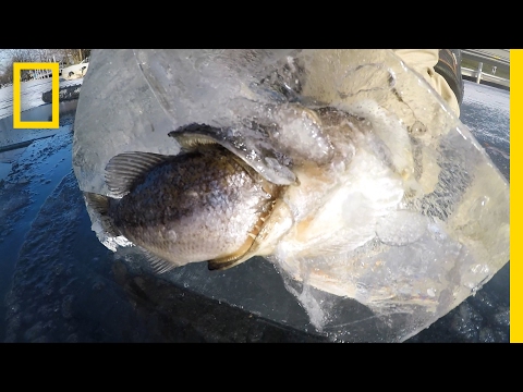 بالفيديو  تجمّد سمكتان أثناء محاولة كل منهما ابتلاع الأخرى
