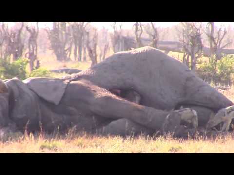 بالفيديو  مشهد غريب لضبع يخرج من بطن فيل