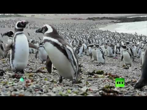 بالفيديو  طيور البطريق تتجمع بأعداد قياسية في جنوب الأرجنتين