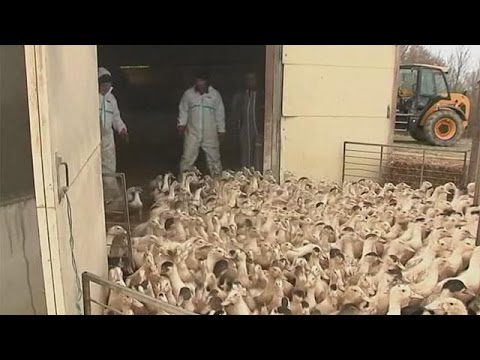 شاهد فرنسا تقرر إعدام قرابة 400 ألف بطة بسبب إنفلوانزا الطيور