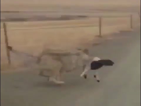 بالفيديو ذئب يخطف خروفًا ويهرب به بطريقة غير تقليدية