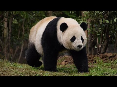 بالفيديو تذكرة عودة لبندا من واشنطن إلى الصين