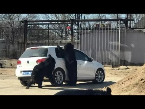 بالفيديو لحظة هجوم مجموعة من الدببة على سيارة سفاري في بكين