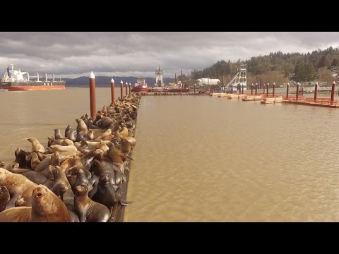 بالفيديو استجمام المئات من كلاب البحر على شاطئ أحد أنهار أميركا