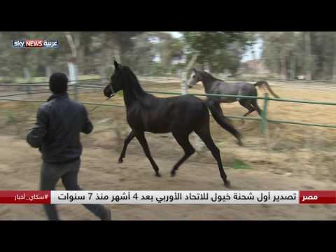 بالفيديو أوروبا ترفع حظر استيراد الخيول من مصر