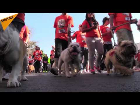 بالفيديو 960 كلبًا بول دوغ يحطّمون رقمًا قياسيًا عالميًا في المكسيك