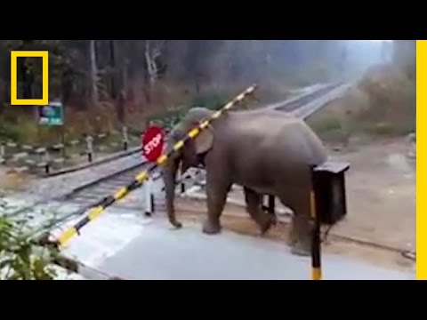 شاهد فيلٌ يُخالف إشارة مرور قاتلة في الغابة