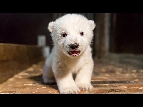 شاهد حديقة حيوان في برلين تنعى الدب القطبي فريتز