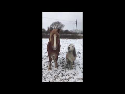 بالفيديو امرأة تعلم حصانًا صغيرًا خدعة طريفة