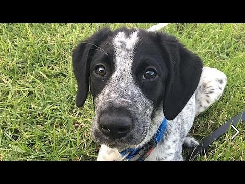 بالفيديو  ضجة يثيرها مقتل كلب في مطار أوكلاند في نيوزيلاندا