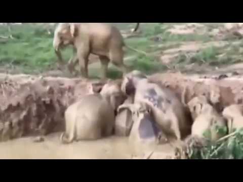 شاهد قطيع من الفيلة يساعدون بعضهم من الغرق في الوحل