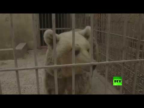 شاهد إنقاذ دبة وأسد من حديقة حيوانات الموصل
