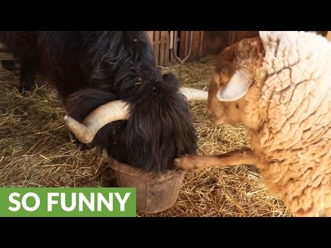 شاهد رد فعل خروف رفضت الأبقار مشاركته طعامهم