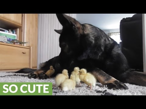 شاهد كلب يقوم بدور الأم لصغار مجموعة من البط