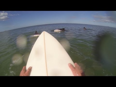شاهد شاب يستمتع بركوب الأمواج وسط مجموعة من الدلافين