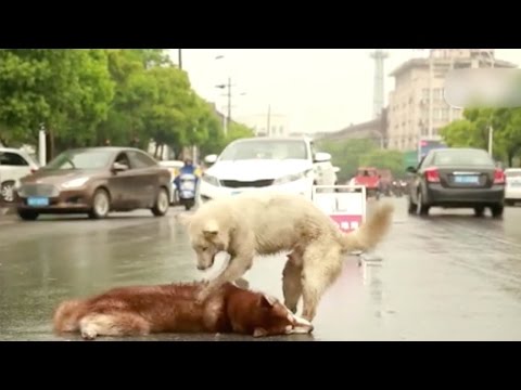 شاهد كلب يرفض ترك جثة صديقه في الصين