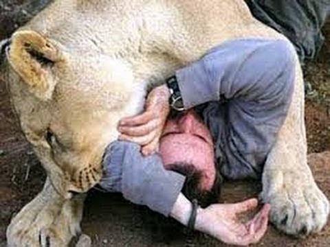 أسد ضخم يترك فريسته ويهاجم المصور