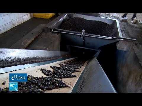 منظمة فاو تكشف أن ليبيا تحتل المرتبة 11 عالميا في إنتاج الزيتون