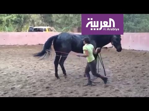 شاهد دانة القصيبي سعودية تروض الخيول بحب وشغف