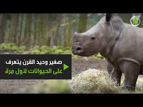 شاهد صغير وحيد القرن يتعرف على الحيوانات لأول مرة