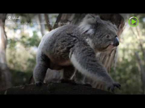 شاهد الكوالا الأسترالي يعود إلى بيته