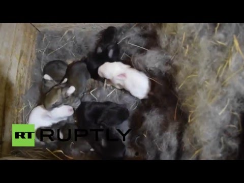 مزارع برازيلي ينشئ مزرعة لتربية الأرانب العملاقة