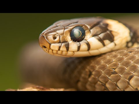 شاهد بالفيديو تفسير حلم الافعى