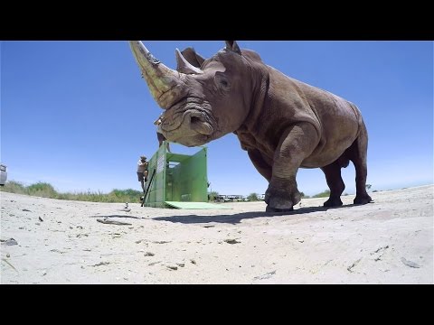 كاميرات جوبرو توثق وصول آخر وحيد قرن إلى الحياة البرية