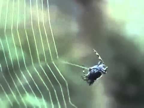 بالفيديو لحظة نسج العنكبوت خيوط بيته