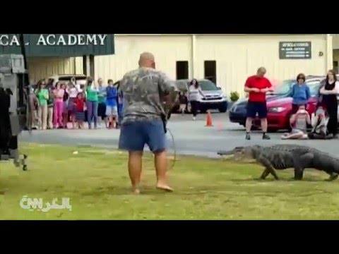 شاهد تمساح ضخم يتجول في ساحة مدرسة في فلوريدا