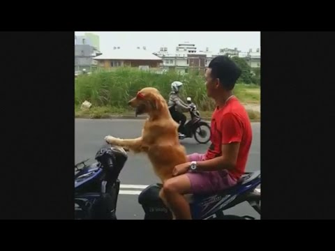 شاهد كلب يقود موتوسيكل في أحد شوارع إندونيسيا