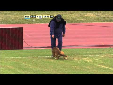 شاهد كلب يتسبب في مشهد مضحك في الدوري الأرجنتيني