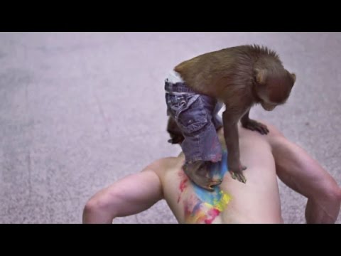 شاهد فنان ألماني يستعين بـقرد لتحقيق أهم مشاريعه الفنية