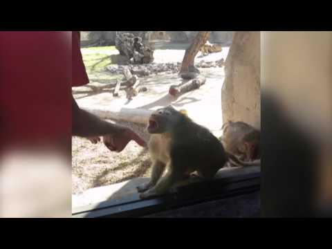 شاهد رد فعل القرد ضد رجل نفذ خدعة سحرية أمامه