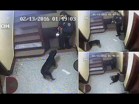 بالفيديو شاهد  ماذا جعل الخوف شرطي أميركي يفعله كلب