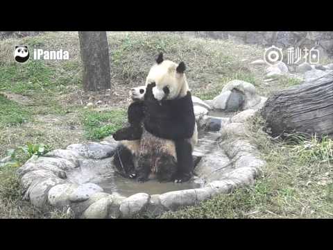 شاهد صغير الباندا يحاول الهروب من الاستحمام