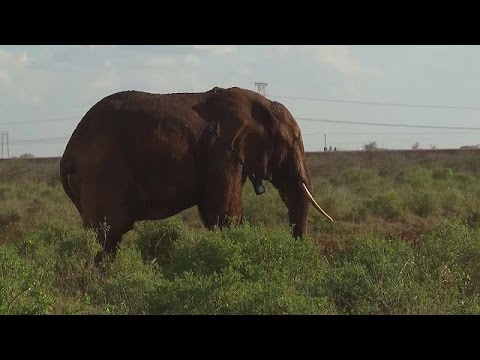 شاهد طوق ملاحي لحماية الفيلة في حديقة تسافو الوطنية