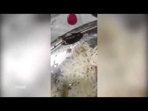 شاهد رد فعل غريب لعربي يعثر على حشرة في طبق الأرز