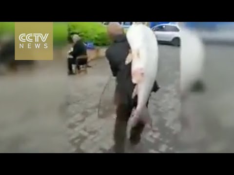 شاهد صيني يصطاد سمكة عجوزة عملاقة