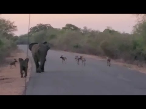 أنثى فيل تطارد كلابًا برية حاولت تناول صغيرها
