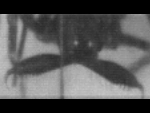 كيف يصطاد العنكبوت فريسته