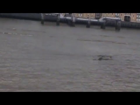 وحش لوخ نيس الأسطوري يظهر مجددًا