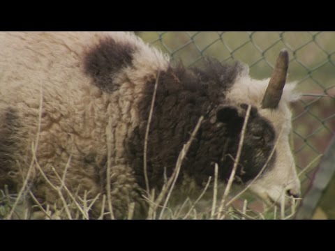 حادث يحول نعجة إلى وحيد القرن