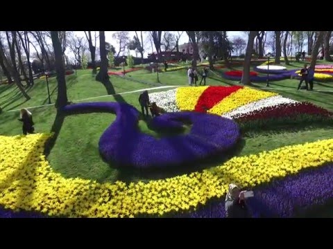 فيضان من الزهور يزين اسطنبول احتفالًا بـمهرجان التوليب
