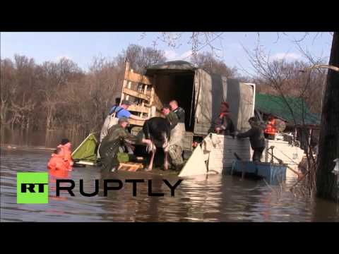 شاهد إنقاذ 11 نعامة إثر فيضانات غامرة في روسيا