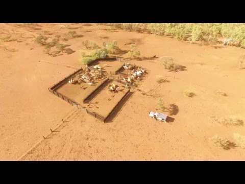 شاهد كاميرا طائرة تراقب تفاني كلاب مزرعة أسترالية في العمل