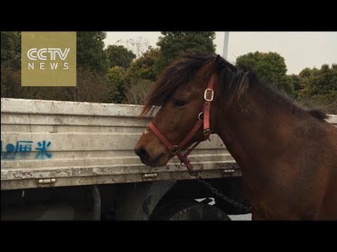 بالفيديو صيني يربط حصانه في شاحنة ويجره على الطرق المزدحمة بالسيارات