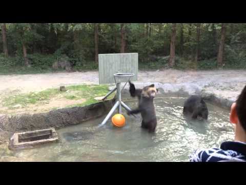دب يلعب كرة السلة لإبهار زوار حديقة حيوان كورية