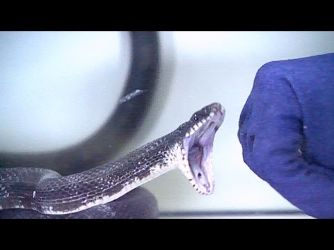 طريقة هجوم الثعبان على فريسته